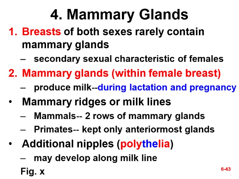 6-43 6-43 4. Mammary Glands Breasts of both sexes rarely contain mammary glands secondary